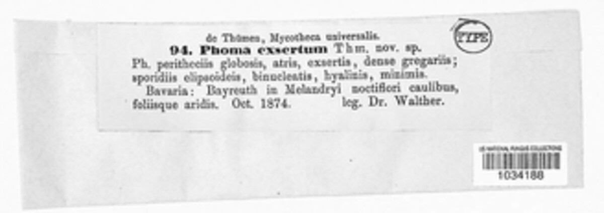 Phoma exserta image